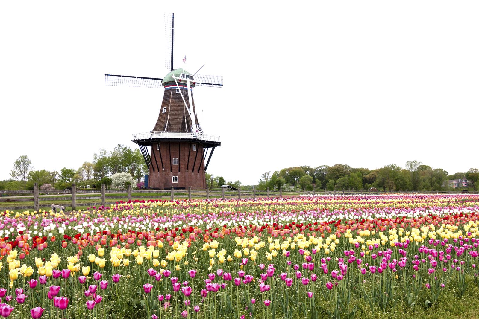 Tulip Gardens In Holland Mi Fasci Garden