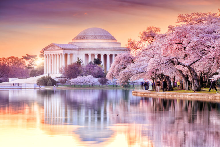 Cherry Blossom Festival Deluxe US Tours Knows America
